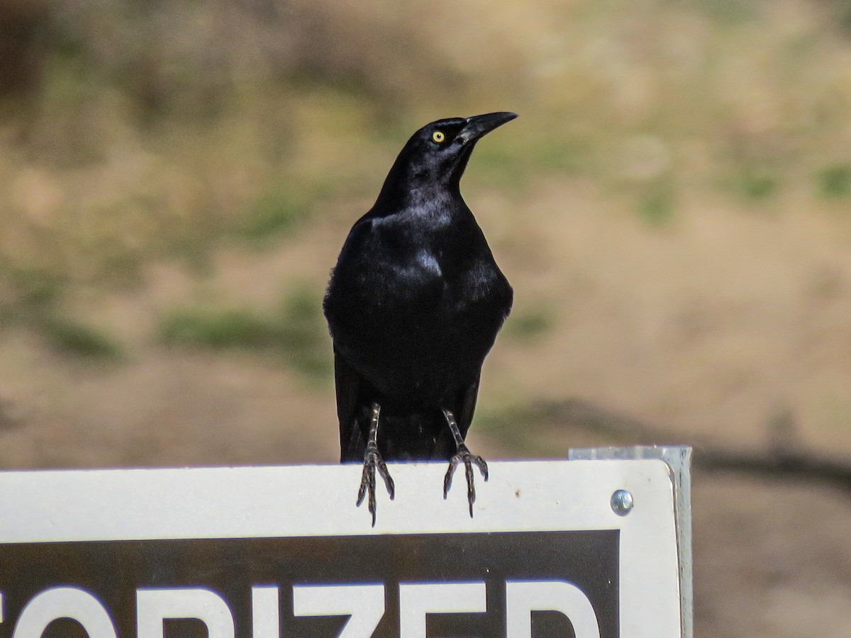 Great-tailed Grackle - ML621035006