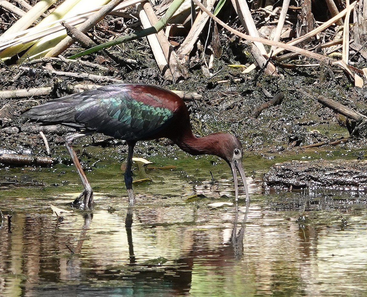 ibis hnědý - ML621035009