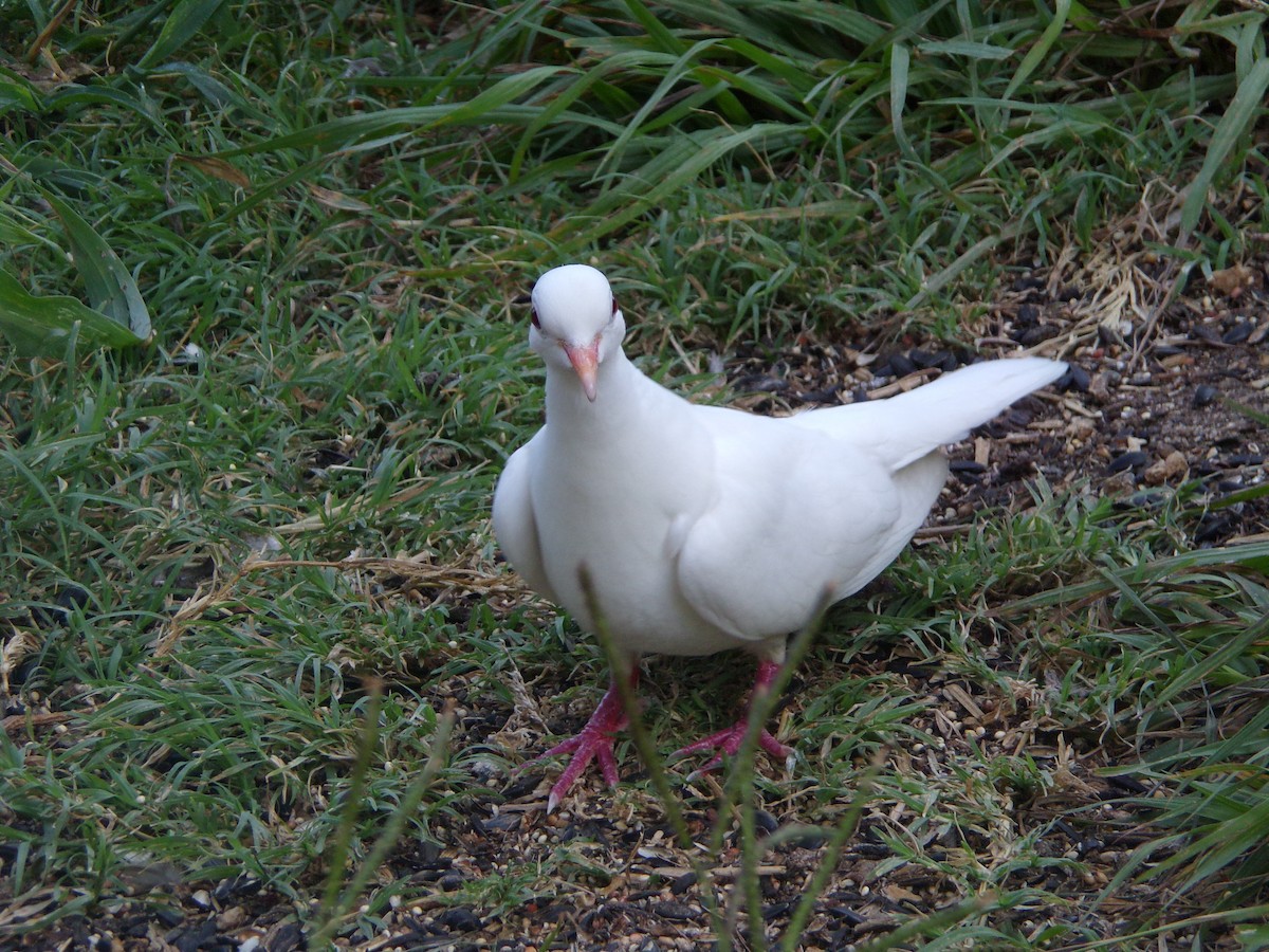 Сизый голубь (Одомашненного типа) - ML621035121