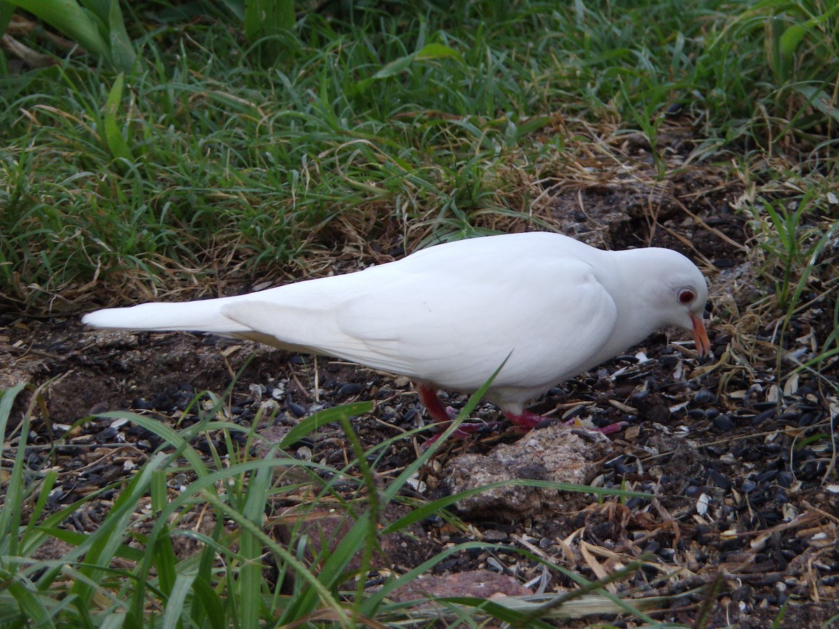 Сизый голубь (Одомашненного типа) - ML621035129