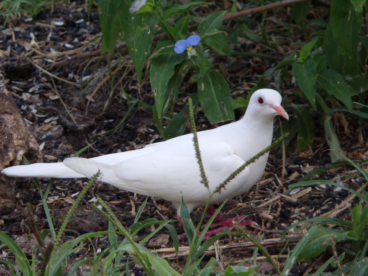 Rock Pigeon (Feral Pigeon) - ML621035130