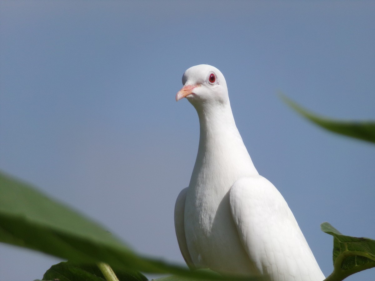 Сизый голубь (Одомашненного типа) - ML621035131