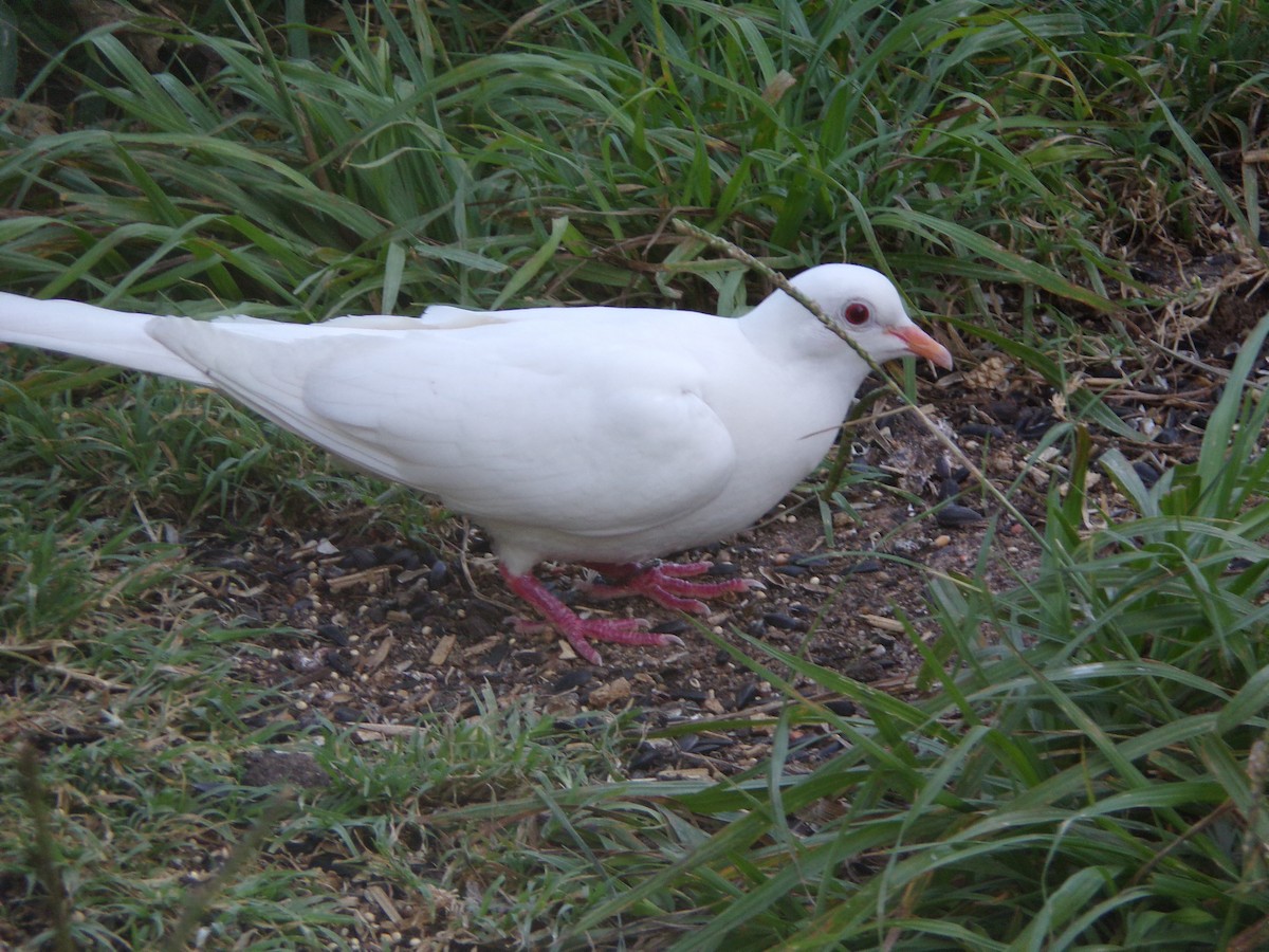 Rock Pigeon (Feral Pigeon) - ML621035137