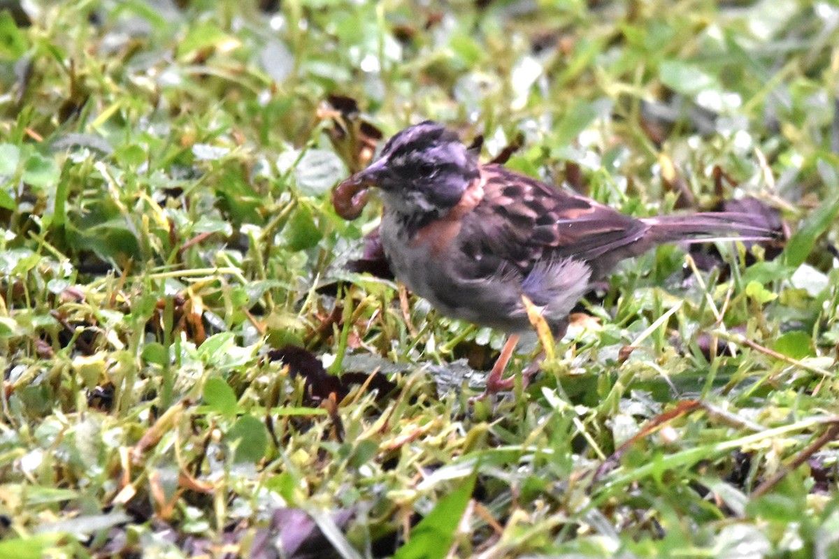 Rufous-collared Sparrow (Rufous-collared) - ML621035141