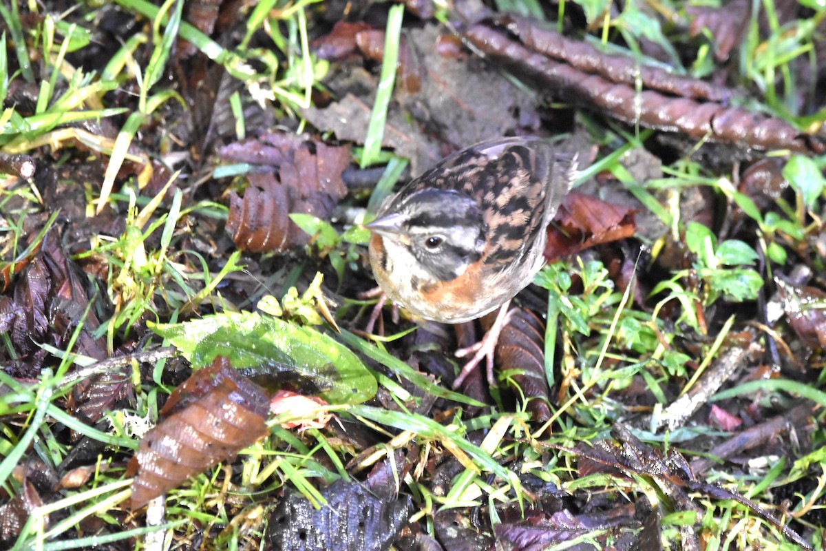 Rufous-collared Sparrow (Rufous-collared) - ML621035144