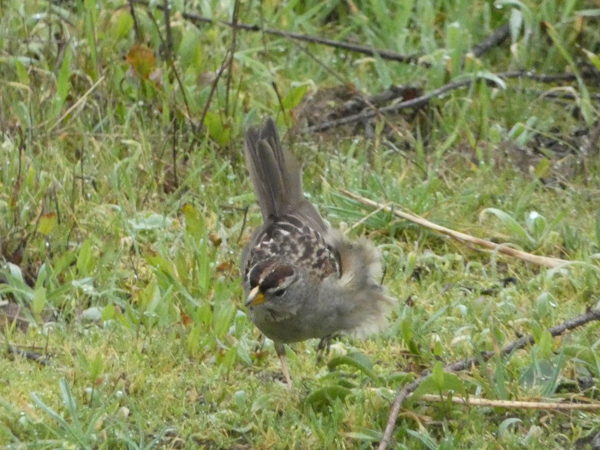 White-crowned Sparrow - ML621035195