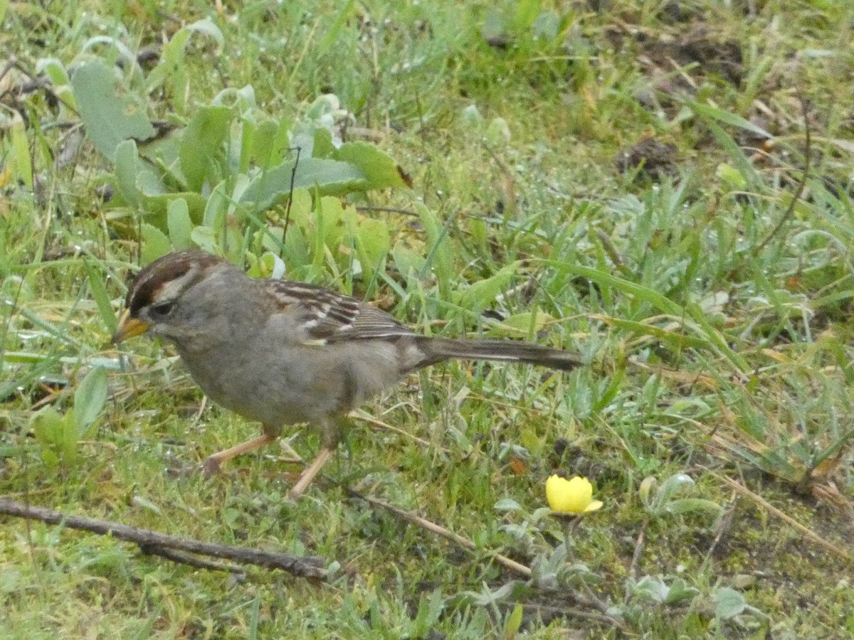 White-crowned Sparrow - ML621035198