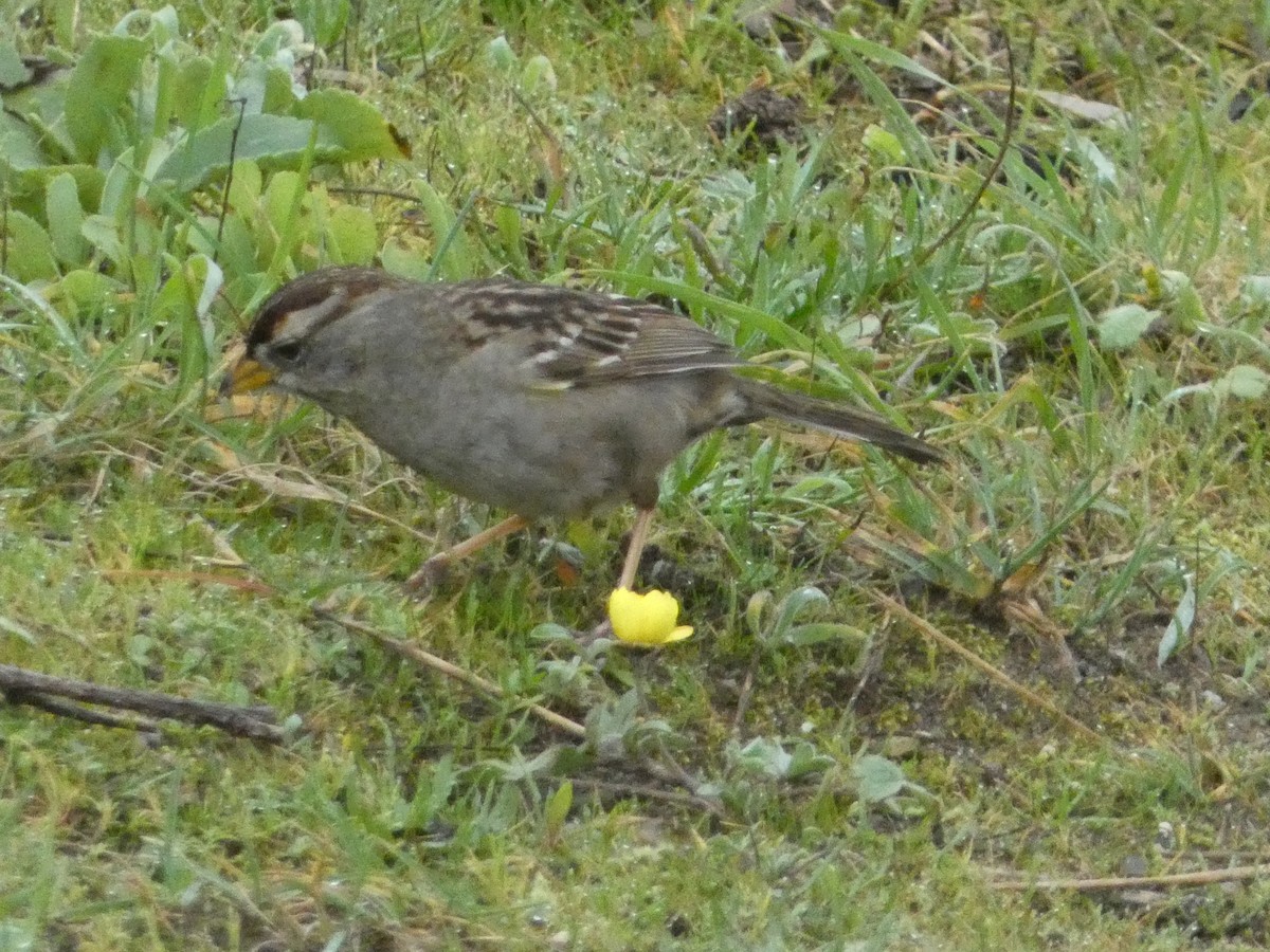 White-crowned Sparrow - ML621035199