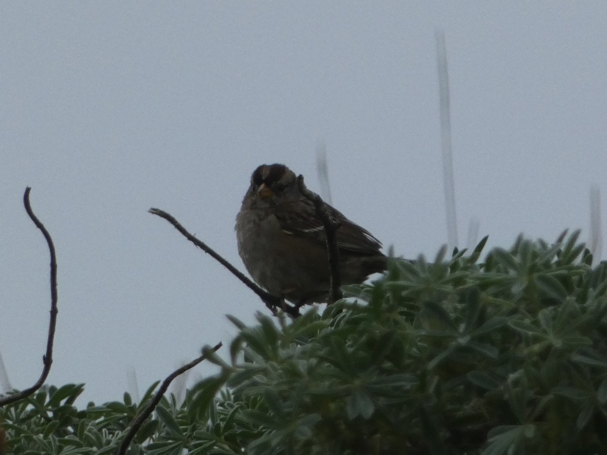 White-crowned Sparrow - ML621035200