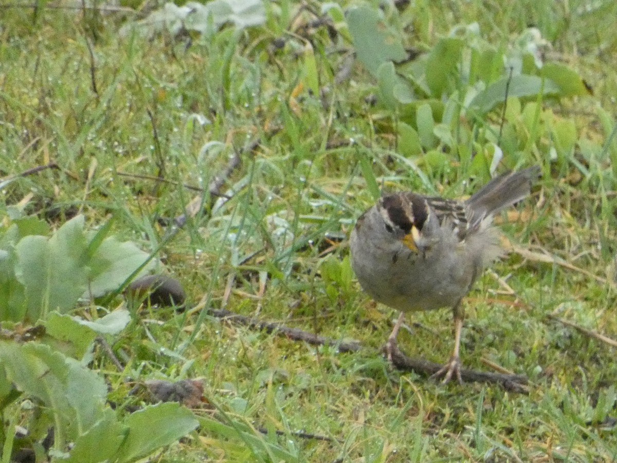 White-crowned Sparrow - ML621035202
