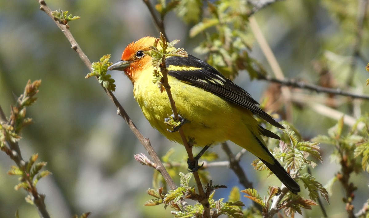 Western Tanager - ML621035203