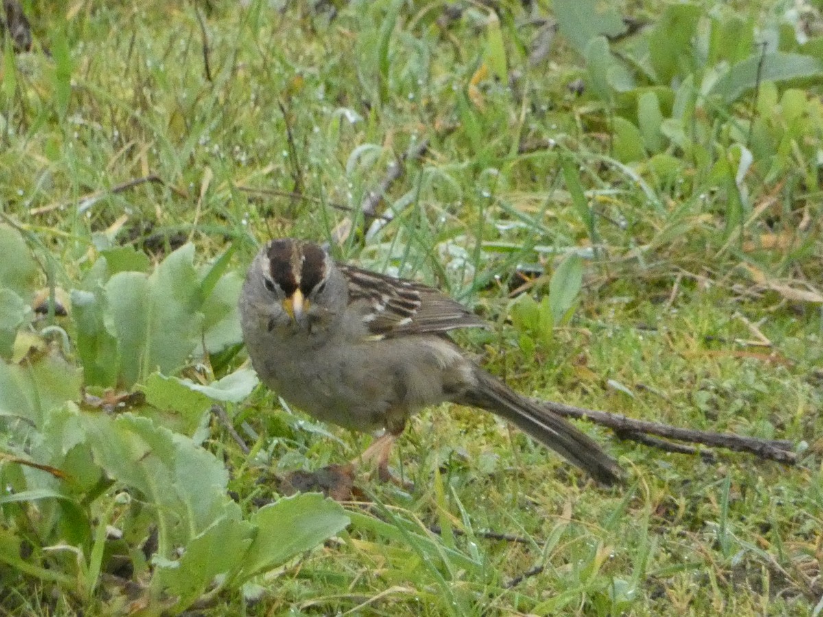 White-crowned Sparrow - ML621035204