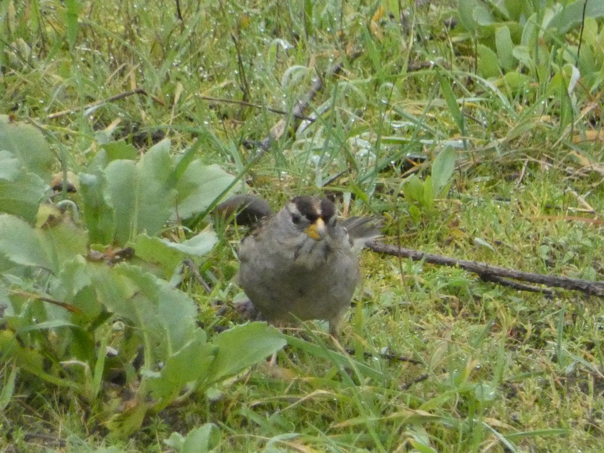 White-crowned Sparrow - ML621035205