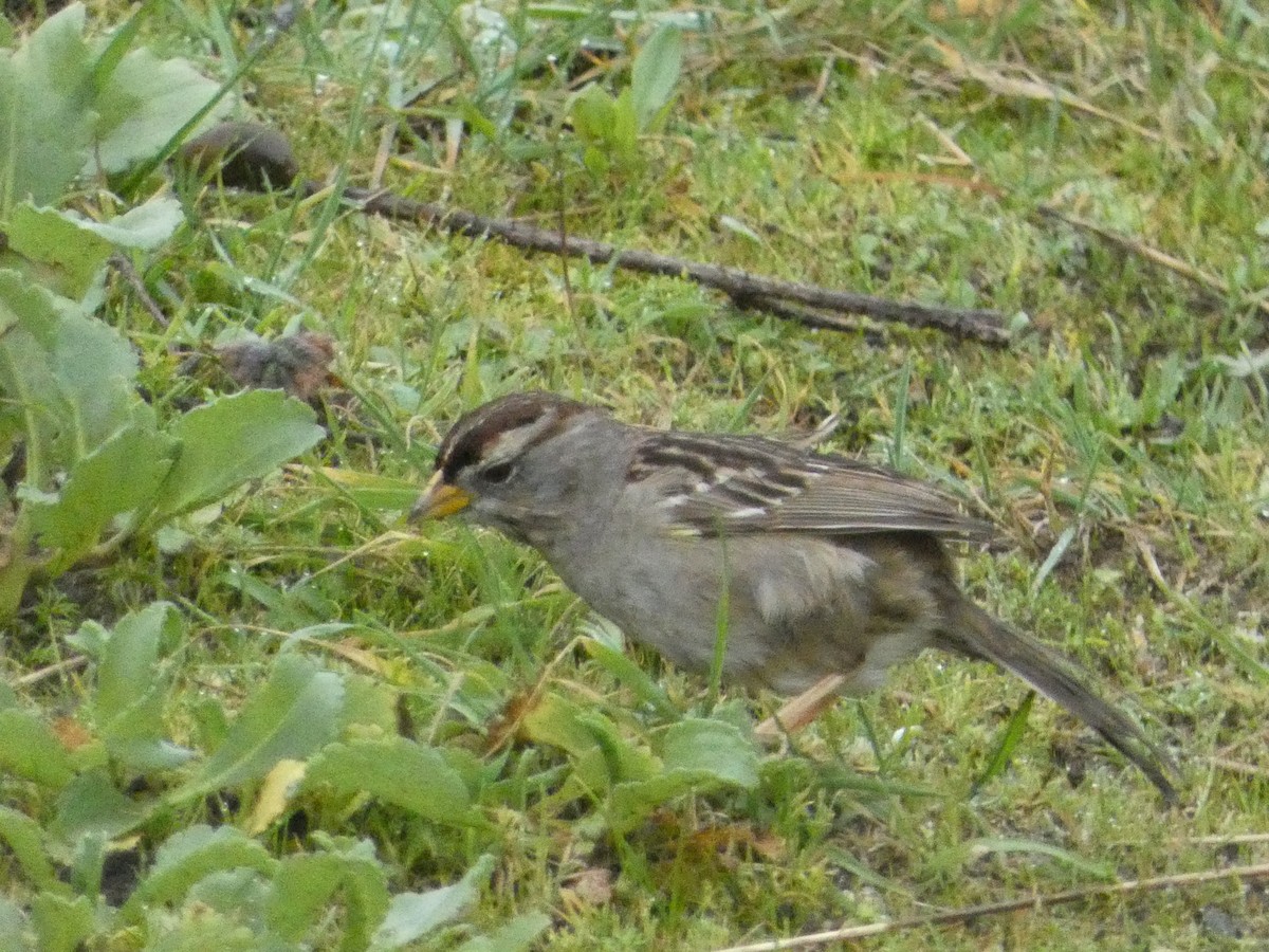 White-crowned Sparrow - ML621035206