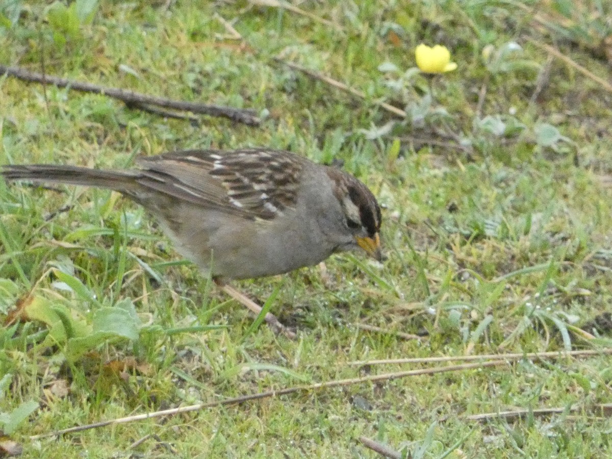 White-crowned Sparrow - ML621035207