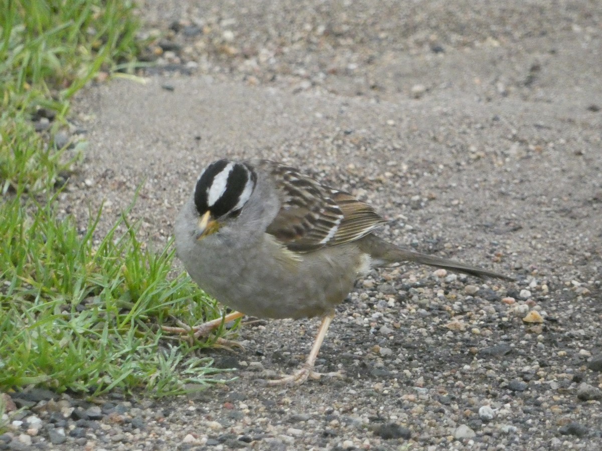 White-crowned Sparrow - ML621035208