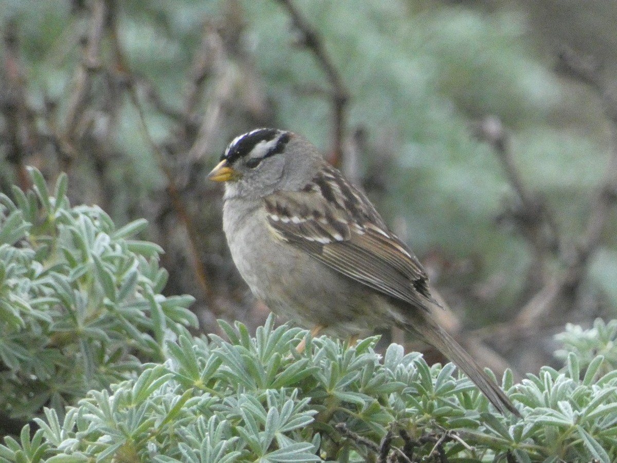 White-crowned Sparrow - S & V C