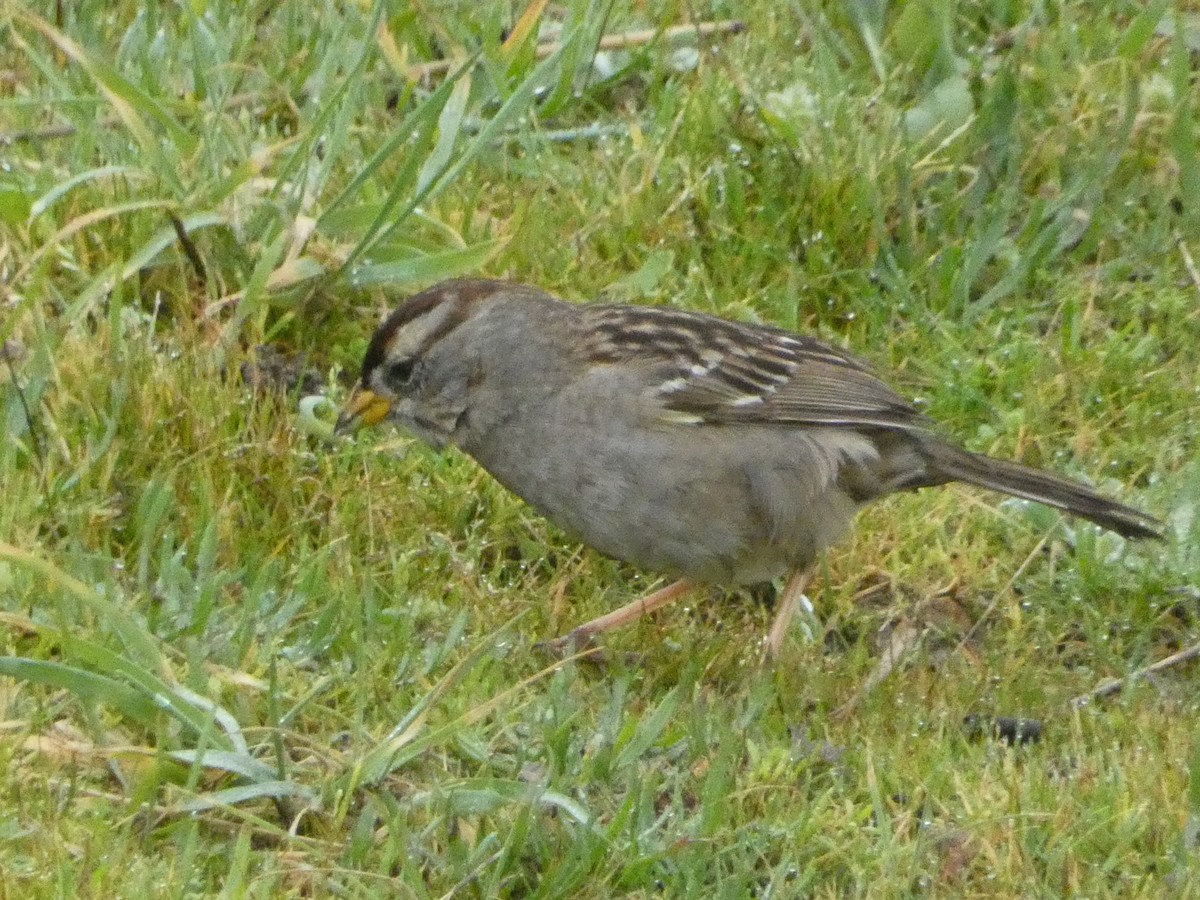 White-crowned Sparrow - ML621035211