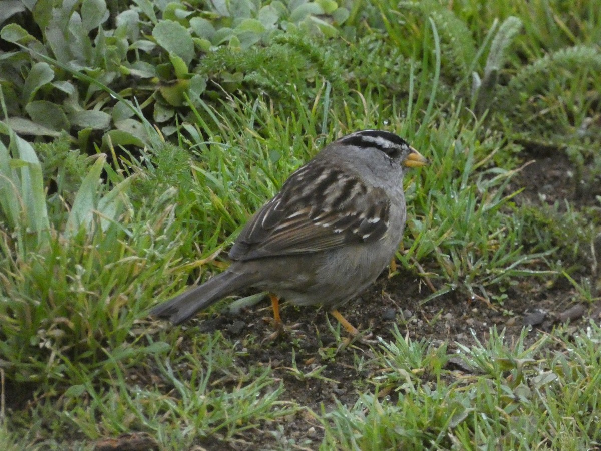 White-crowned Sparrow - ML621035212