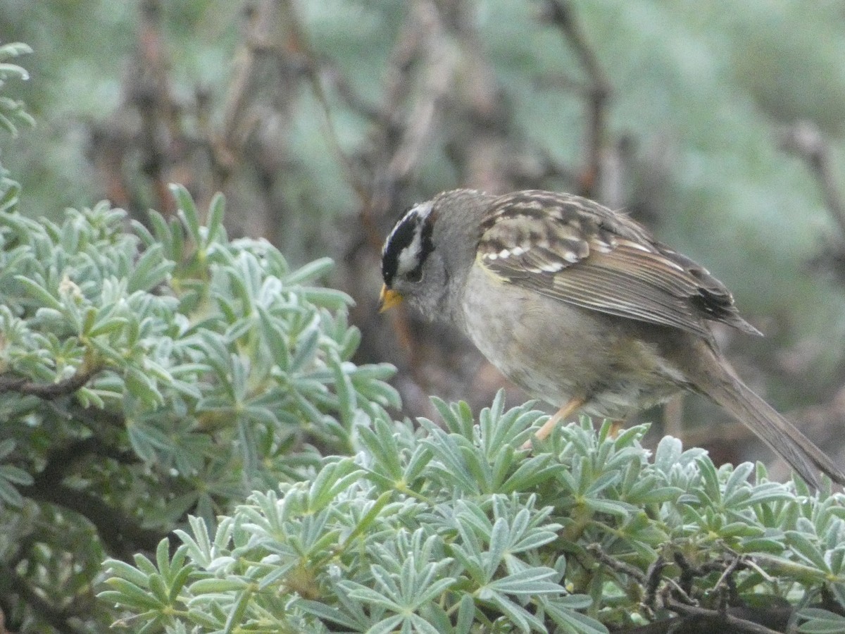 White-crowned Sparrow - ML621035213