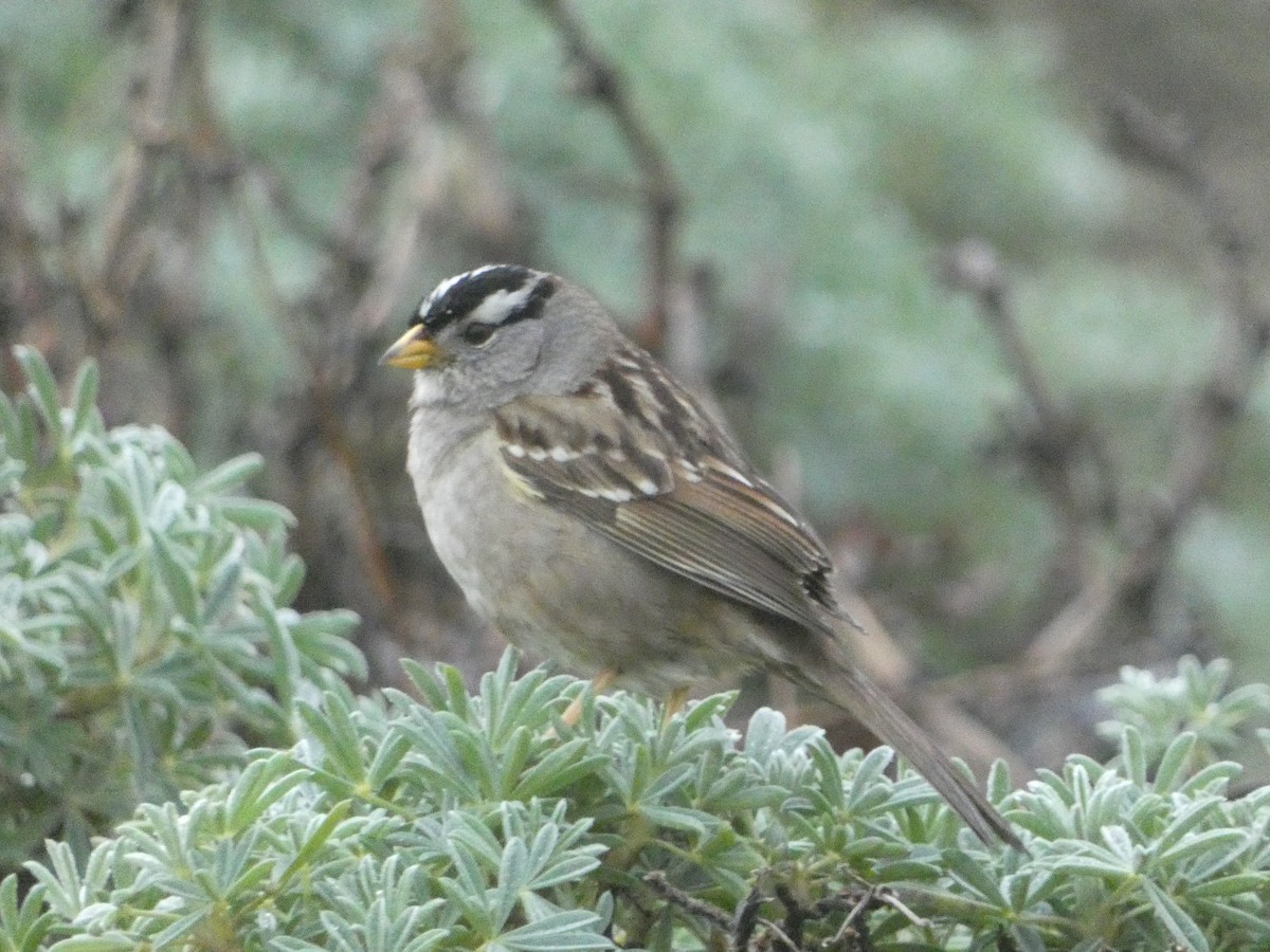 White-crowned Sparrow - ML621035214