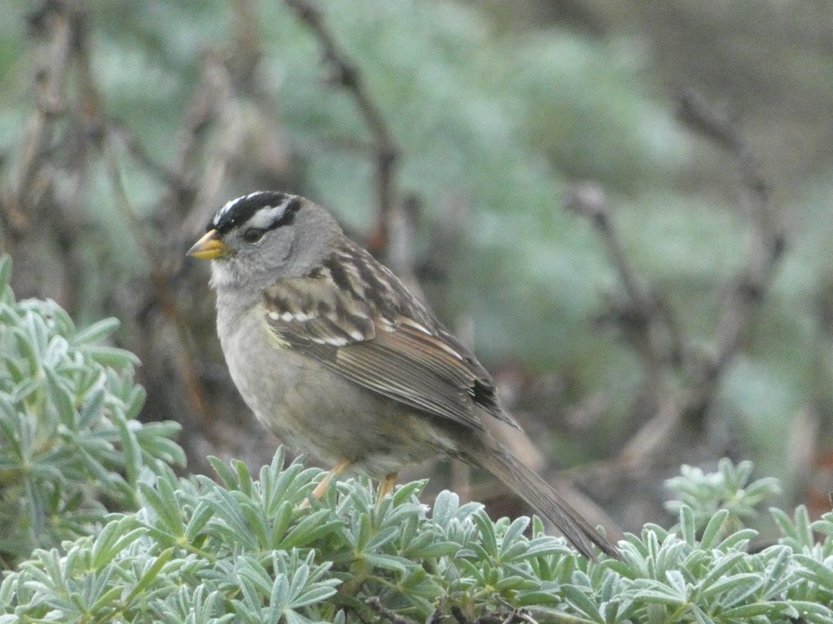White-crowned Sparrow - ML621035215