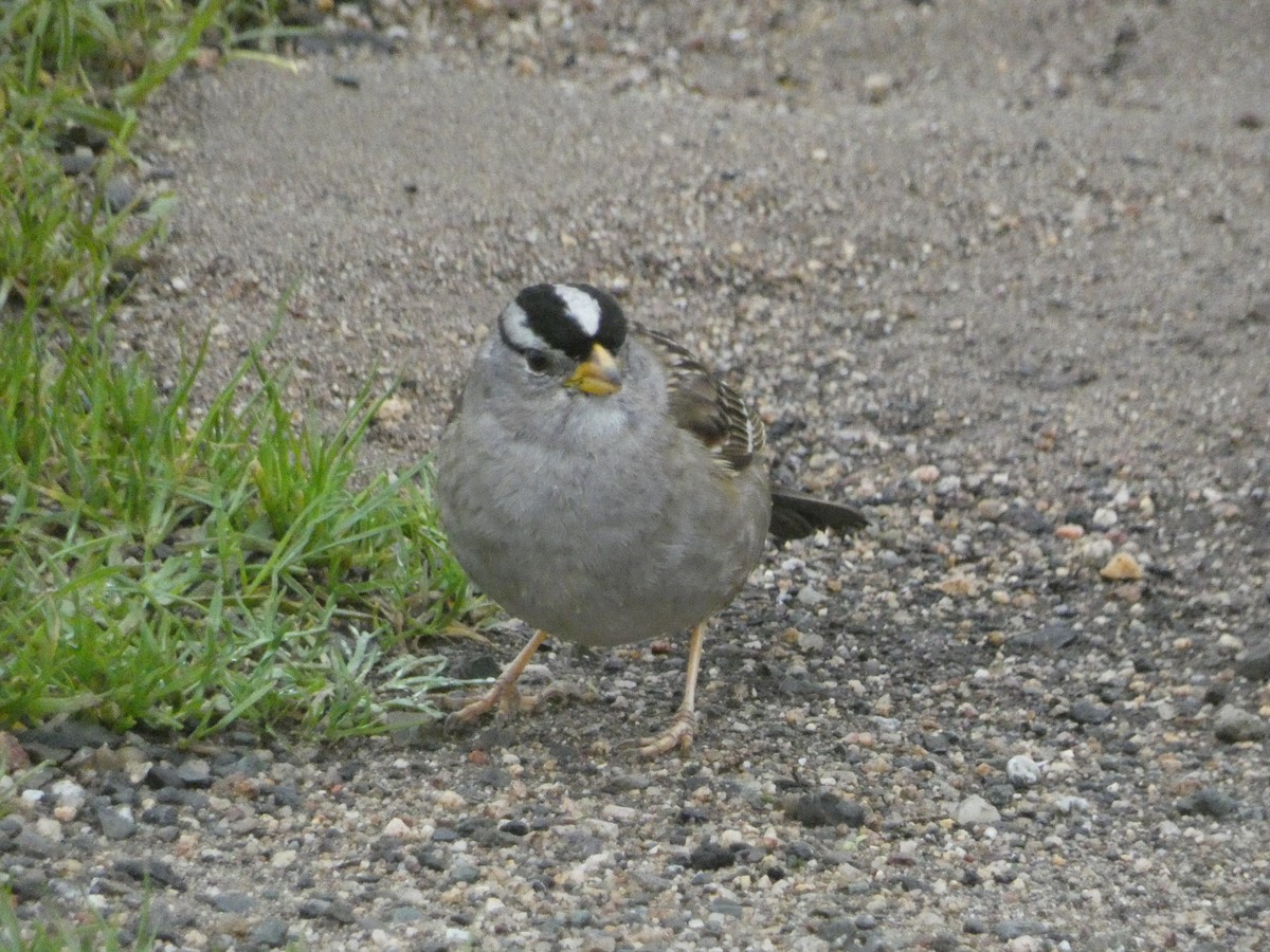 White-crowned Sparrow - ML621035216
