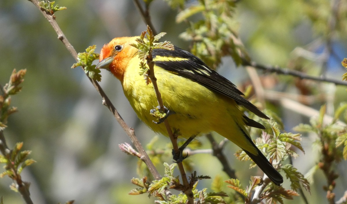 Western Tanager - ML621035225