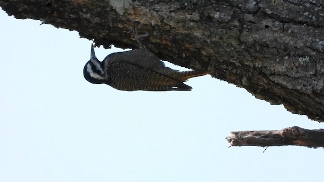 Bearded Woodpecker - ML621035286