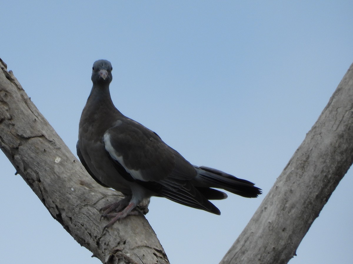 Common Wood-Pigeon - ML621035291