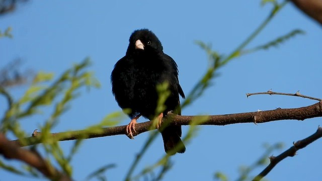 Viuda Senegalesa - ML621035346