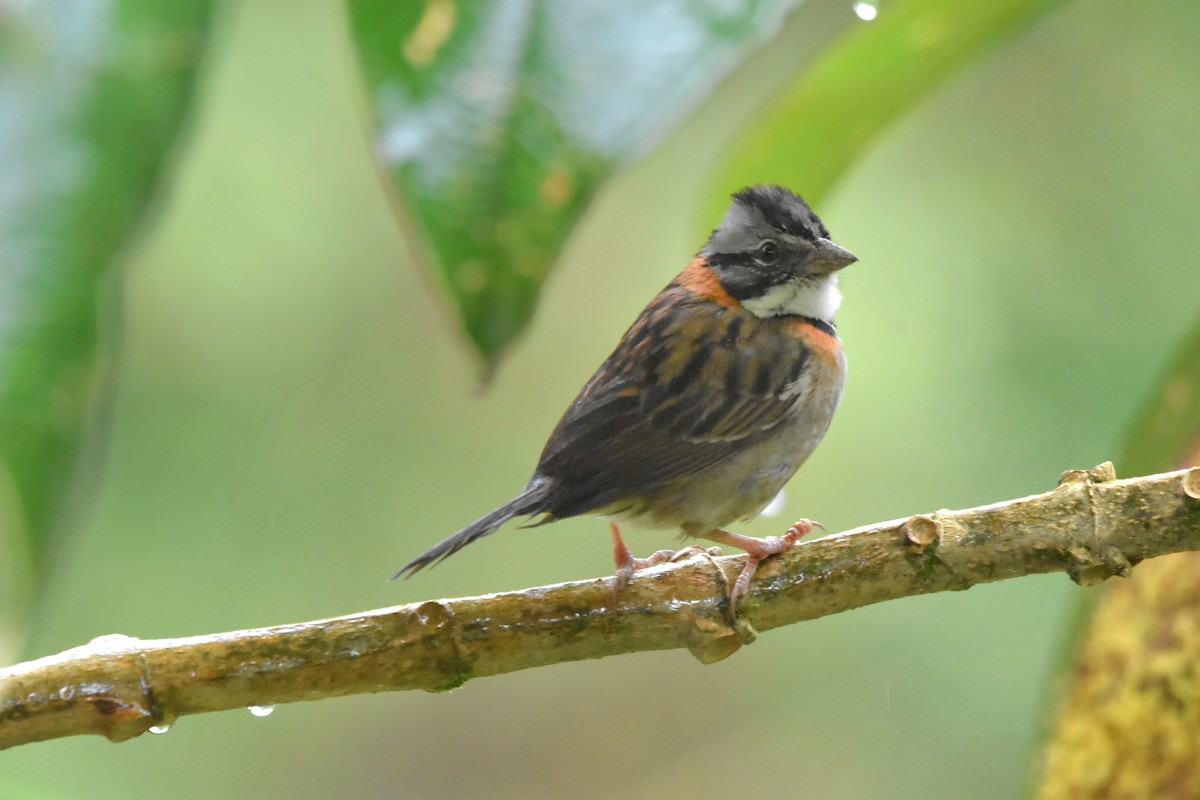 Rufous-collared Sparrow (Rufous-collared) - ML621035361