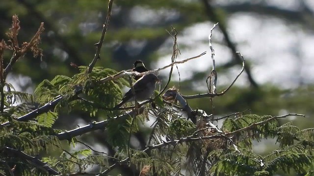 Eastern Paradise-Whydah - ML621035375