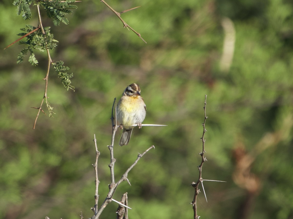 Golden-breasted Bunting - ML621035383