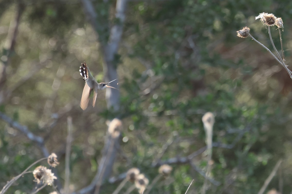 Black-chinned Hummingbird - ML621035391
