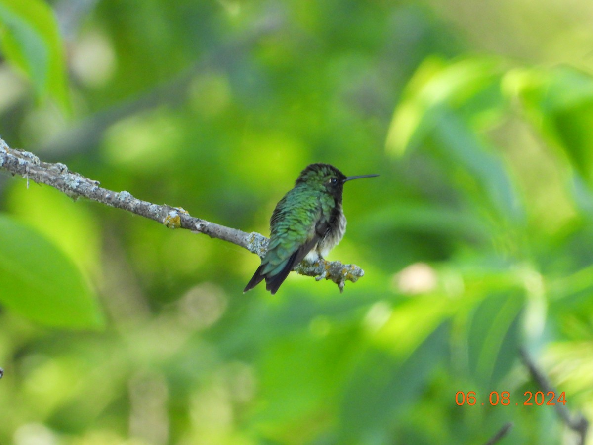 Ruby-throated Hummingbird - Bob Anderson