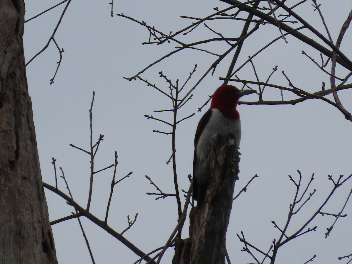 Red-headed Woodpecker - ML621035419