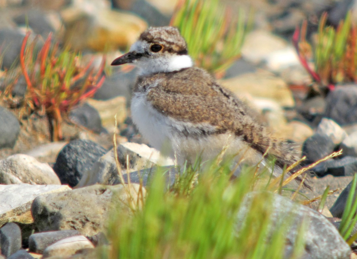 Killdeer - ML621035431