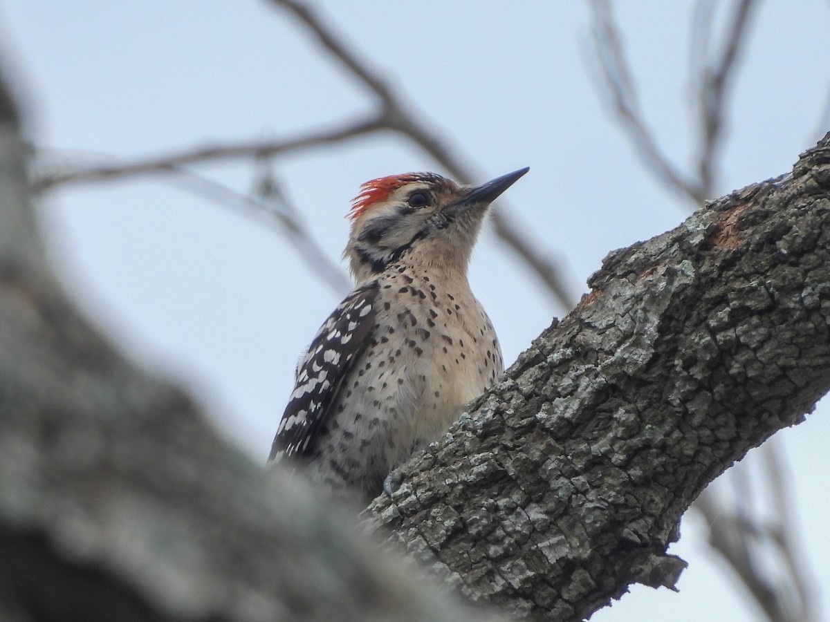 Ladder-backed Woodpecker - ML621035453