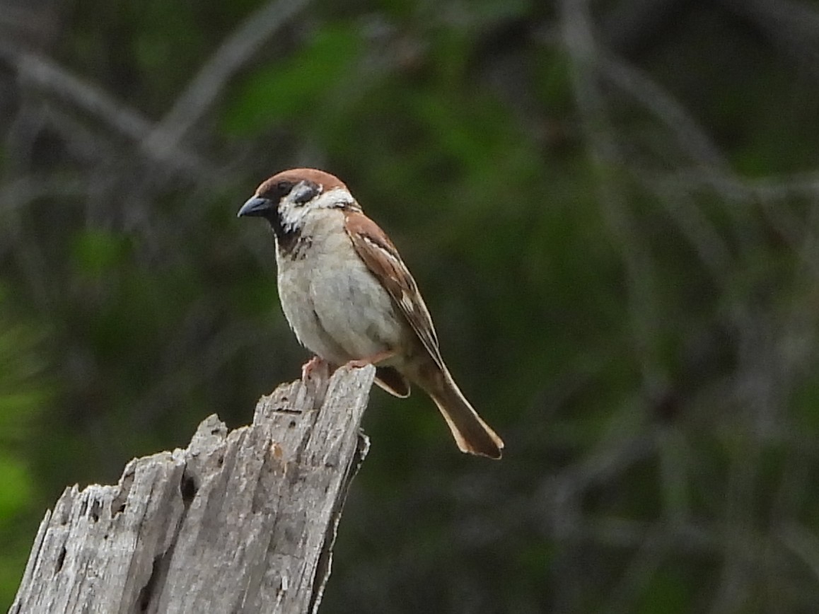 Eurasian Tree Sparrow - ML621035476