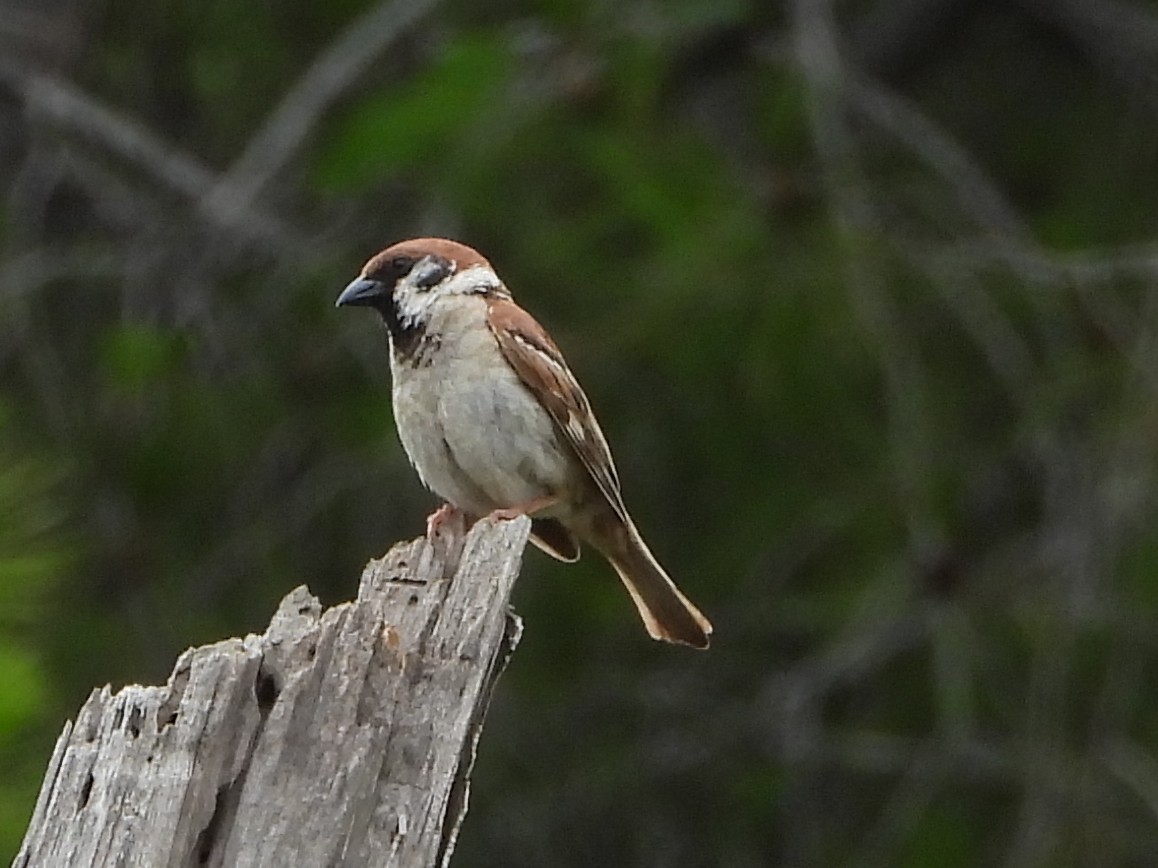 麻雀 - ML621035476