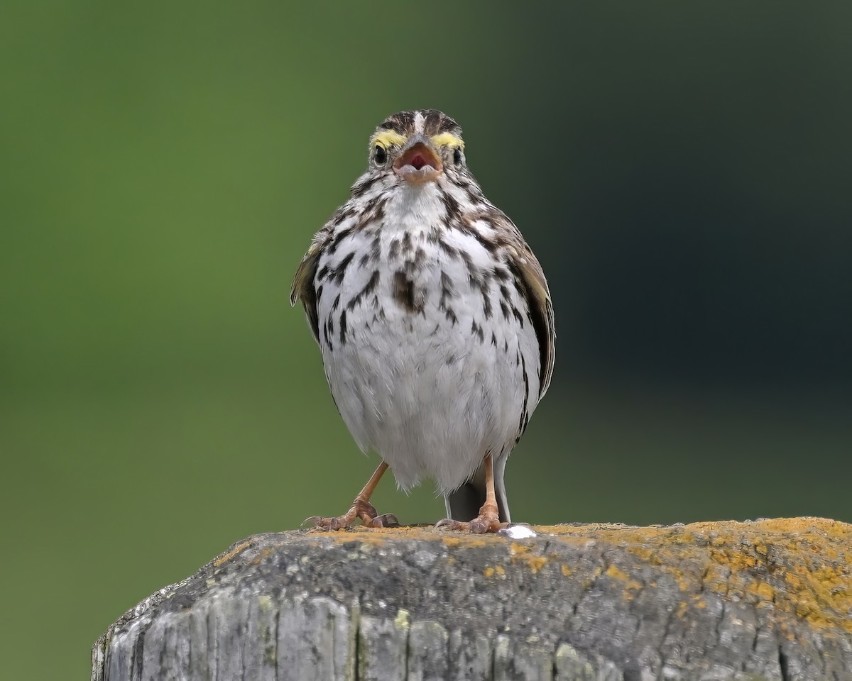 Savannah Sparrow - ML621035492