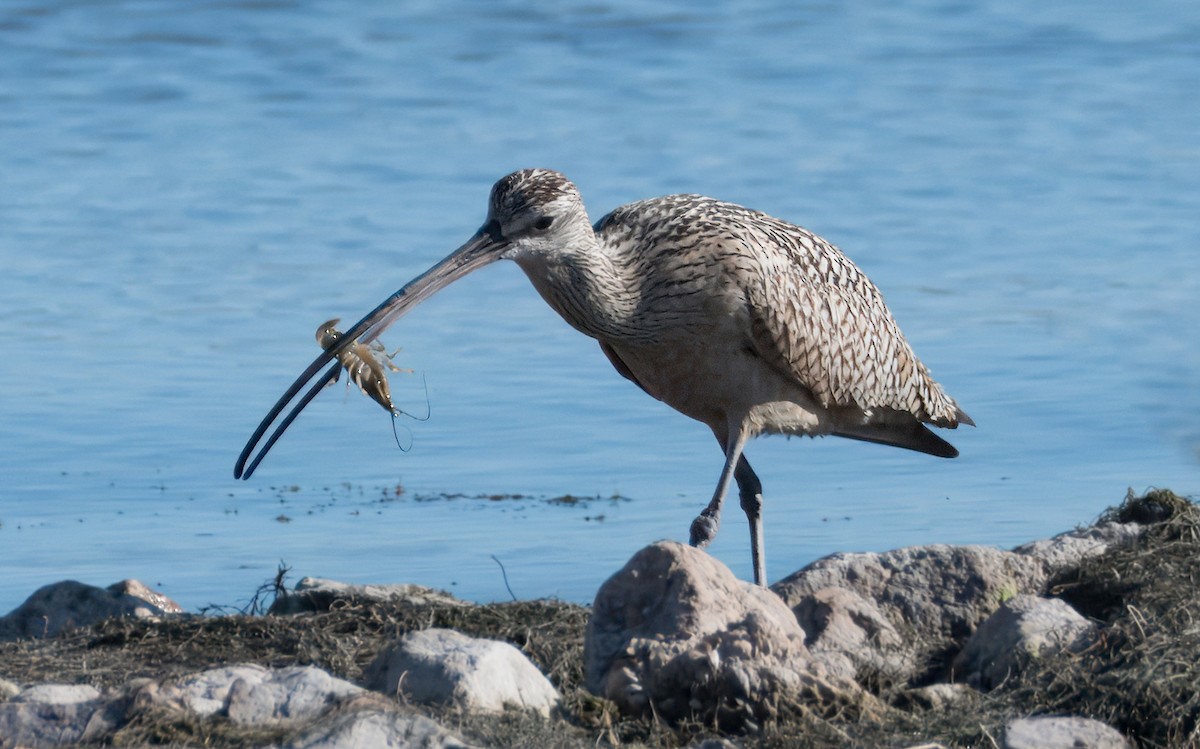 Long-billed Curlew - ML621035555