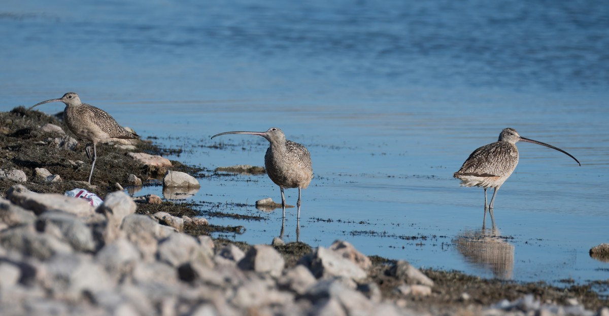 Long-billed Curlew - ML621035557