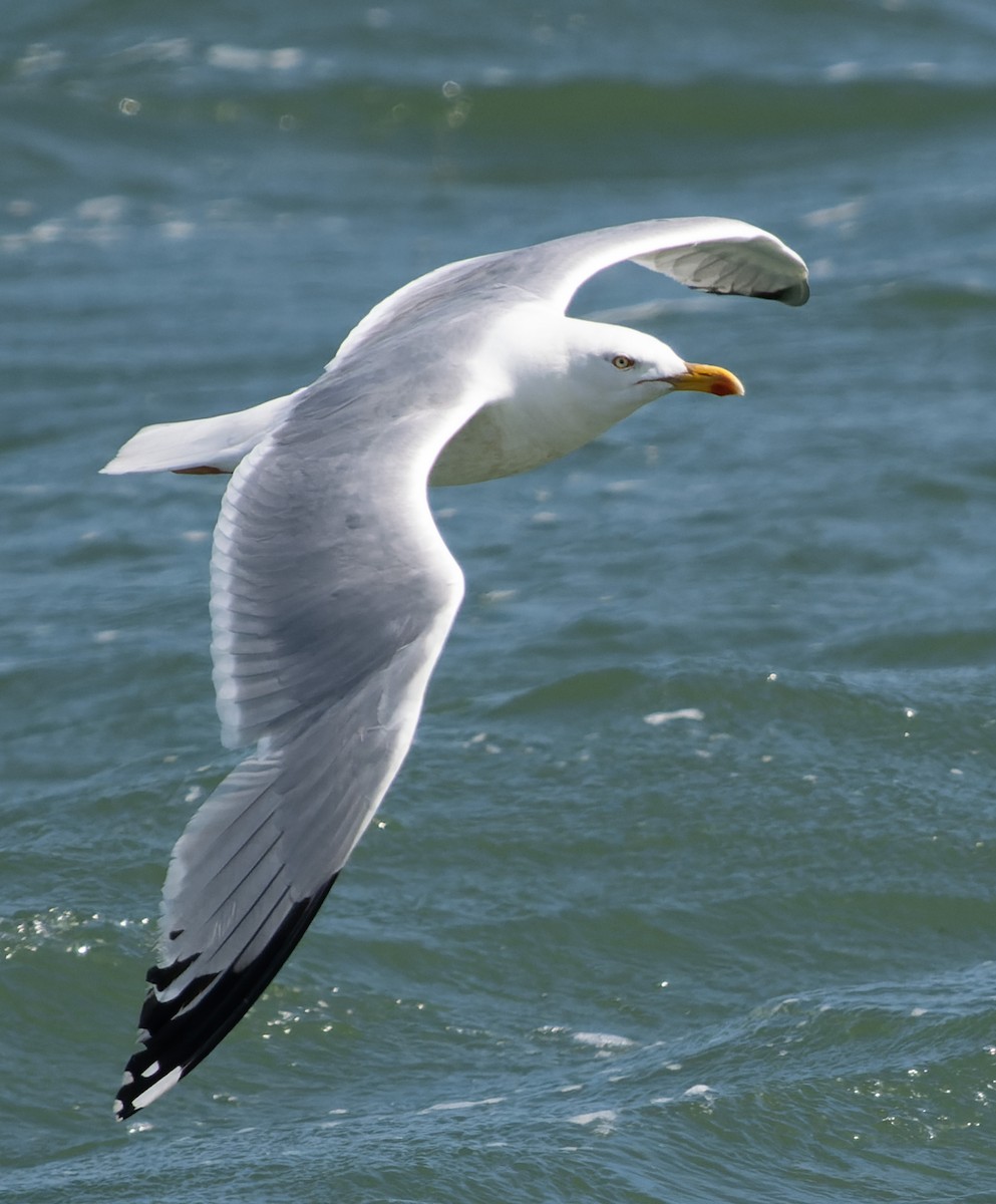 Herring Gull (European) - Simon Colenutt