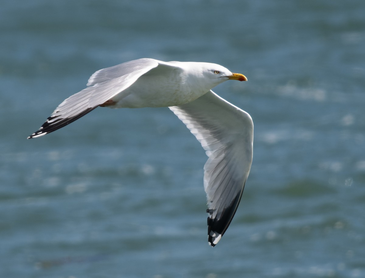 Herring Gull (European) - ML621035616