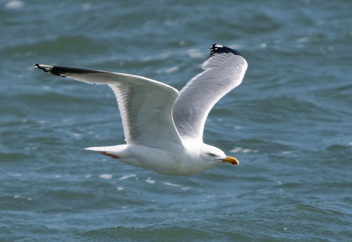 Herring Gull (European) - ML621035617