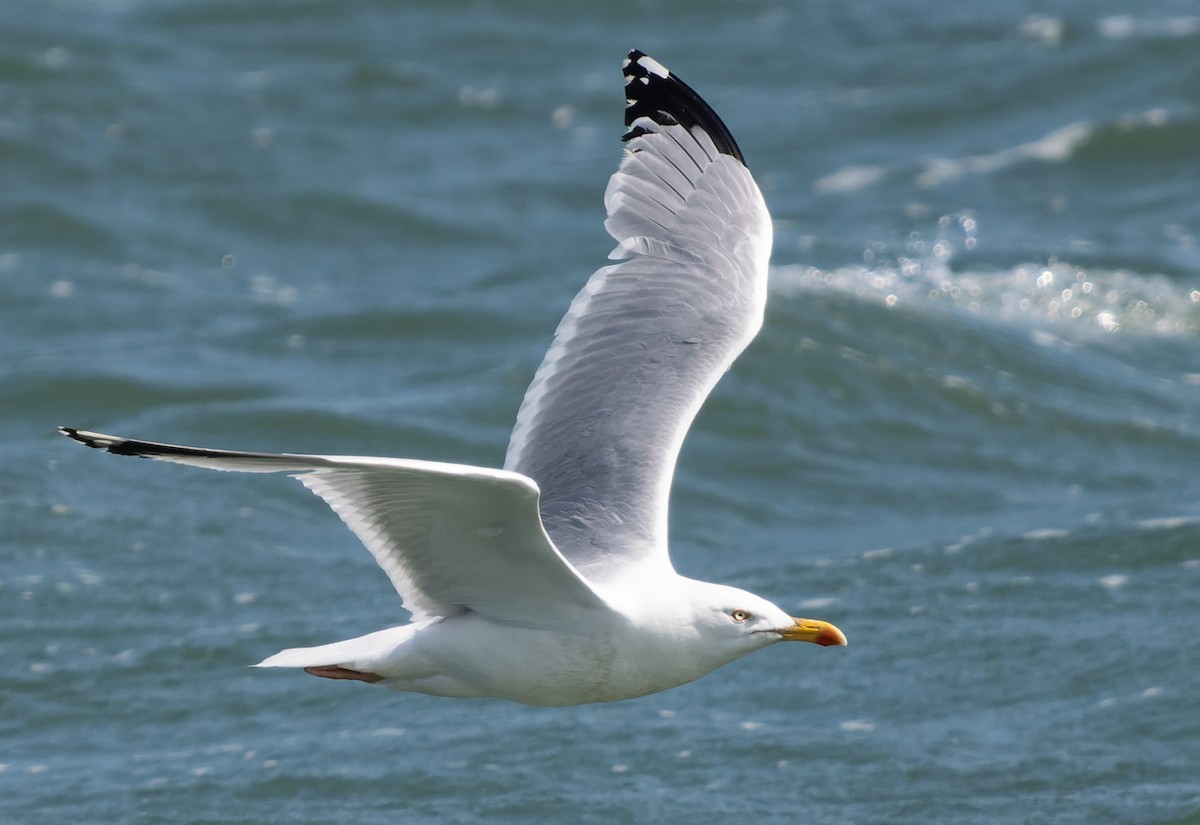 Herring Gull (European) - ML621035618