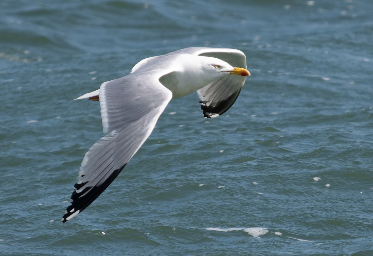Herring Gull (European) - ML621035619
