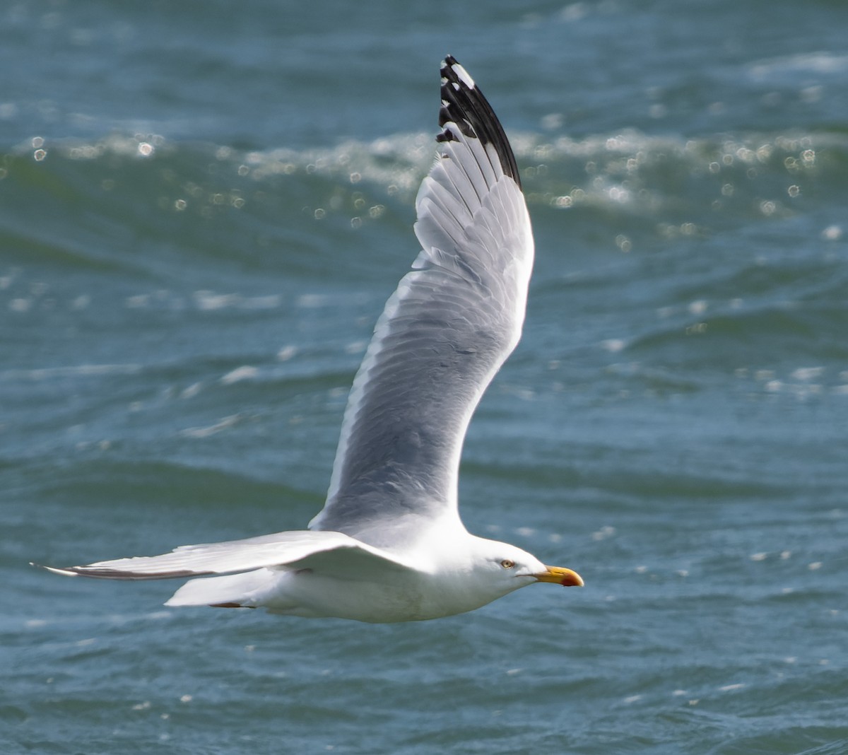 Herring Gull (European) - ML621035620